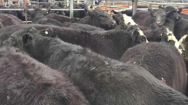 Steers sold for $1195