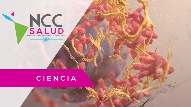 Omomyc: una proteína que sirve contra tumores primarios y metástasis