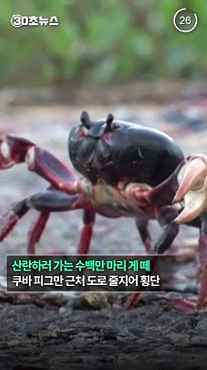 [30초뉴스] 쿠바 도로 뒤덮은 꽃게 떼…코로나로 차량 줄어 활개