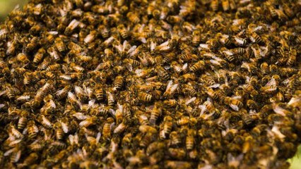 What to do if you see a swarm of bees