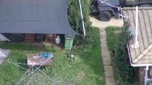 Aerial footage of stolen piglets captured by a police drone.