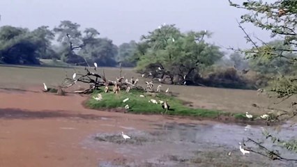 केवलादेव राष्ट्रीय उद्यान