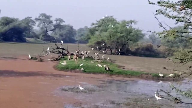 केवलादेव राष्ट्रीय उद्यान