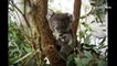 Baby koalas born at Tidbinbilla Nature Reserve