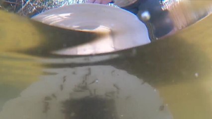 Murray cod released into Lake Burley Griffin