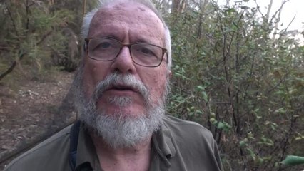 The flirtatious superb fairy-wren