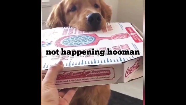 Funny and Cute Golden Retriever Puppies Compilation #3 - Cutest Golden Retriever