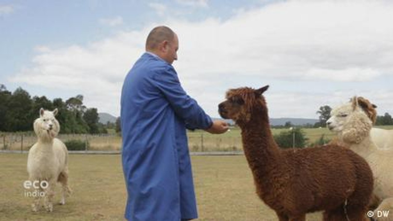 Alpacas help against the coronavirus