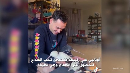 صديقي المفضل: الفئران