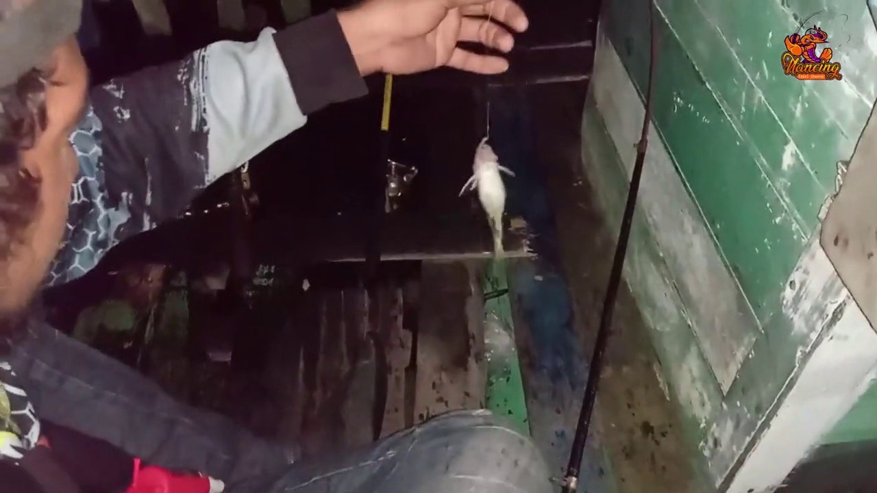 DAPAT JACKPOT UDANG GALAH MONSTER PAKAI UMPAN ANAK UDANG