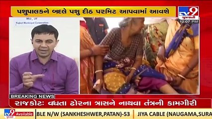 Necessary action taken to minimize stray cattle nuisance ,Rajkot  mayor Praddep Dav _TV9GujaratiNews