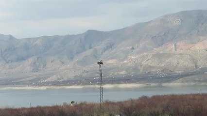 Baharın müjdecisi leylekler Malatya'ya gelmeye başladı