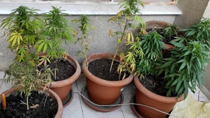 Evinin balkonunda kenevir yetiştirdi, yakalandı