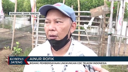 Atasi Abrasi dengan Mangrove, Ekonomi Warga Ikut Meningkat