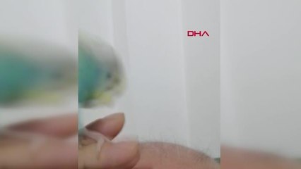 FANATİK ÇİFTİN MUHABBET KUŞU 'ŞAMPİYON TRABZON' DİYOR