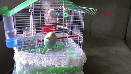 Trabzonspor taraftarları çok şaşıracak! Fanatik çift beğeni rekoru kırdı: O sene bu sene