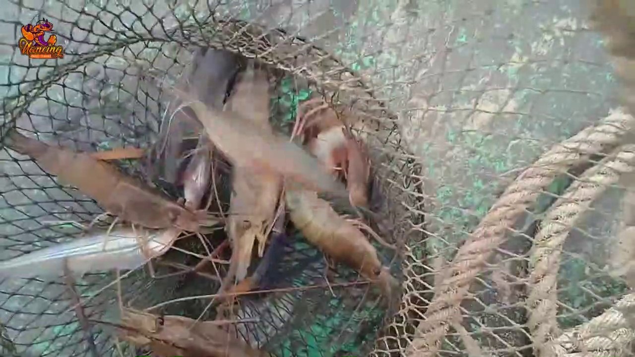 MANCING UDANG GALAH MONSTER KAPAL TONGKANG