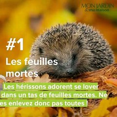Top 5 des choses que les hérissons aiment le plus au jardin !