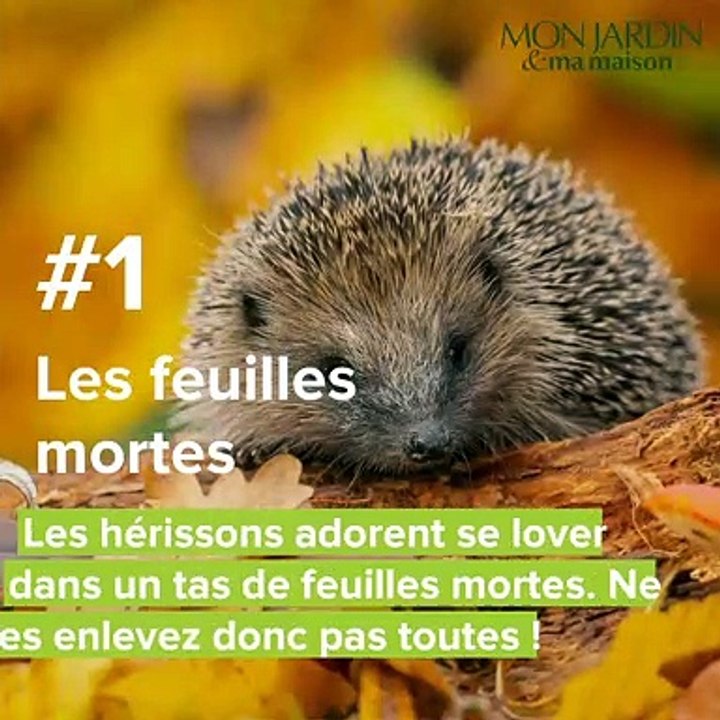Top 5 des choses que les hérissons aiment le plus au jardin !