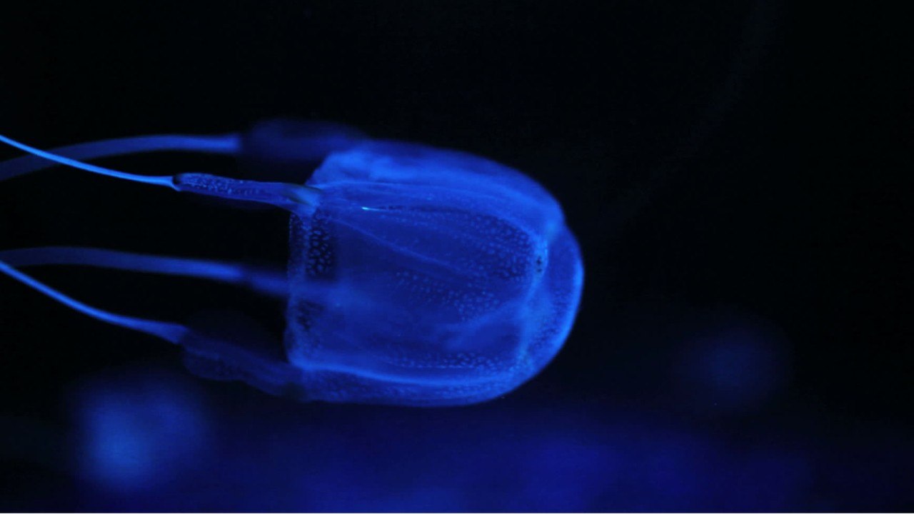 Liste des animaux les plus venimeux du monde