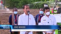 Presiden Jokowi Menanam Jagung bersama Petani, Food Estate, Kab Belu