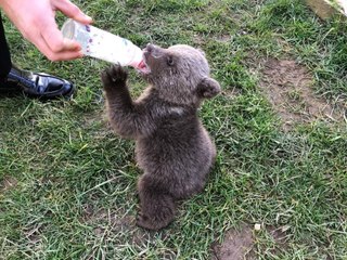 Meşhur boz ayı Silva'nın kardeşine “Liva” ismi verildi