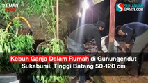Tersangka Kebun Ganja di Gunung Endut Sukabumi Bertambah, Jadi 6 Orang