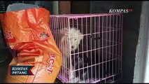 Lokasi Jagal Anjing Digerebek! 34 Ekor Anjing Hidup Disekap dalam Kandang Tak Layak