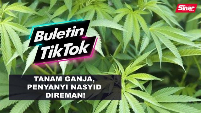 Tanam ganja, penyanyi nasyid direman!