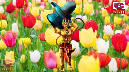 बाला जी कीर्तन || हनुमान तेरी माया का || यो भेद किसे ने नै पाया || नरेन्द्र कौशिक || Balaji Bhajan