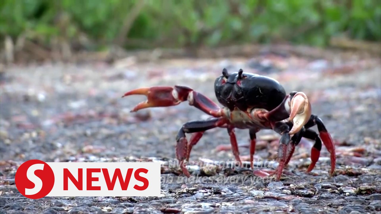 Thousands of red crabs head for the sea invading towns in Cuba