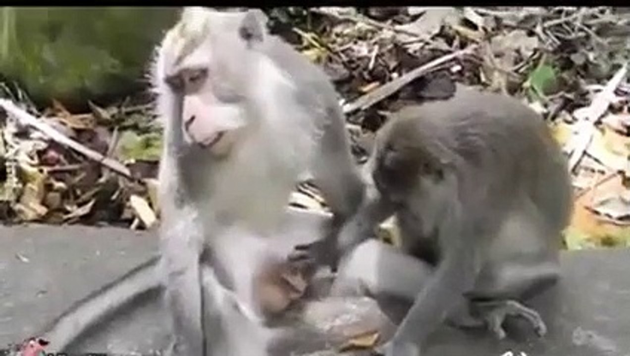 kurang kerjaan monyet ini