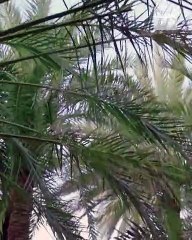 تتكرر كل 32 سنة.. الزعاق: في هذا العام سيكون ليل ونهار رمضان متساويان