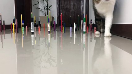 Obstacle Challenge CAT vs DOG