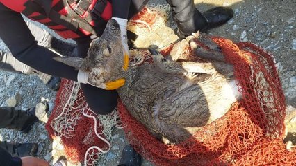 Dereye düşen karaca kurtarıldı