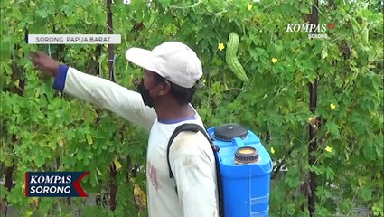 Petani Lokal Sorong Mengeluh Tanaman Rusak Terserang Hama