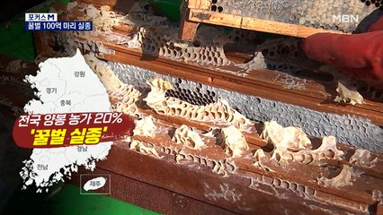 [포커스M] 꿀벌 100억 마리 실종 '농작물 직격탄'…"기형 딸기·수박 나와"