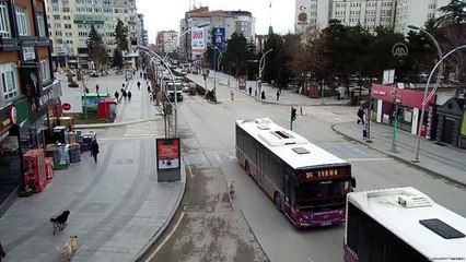 Sahipsiz köpeği köpeklerin saldırısından Belediye Başkan Yardımcısı kurtardı