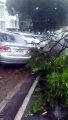 Chuva provoca queda de árvores e provoca estragos no centro de Umuarama