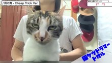 【ネコケツドラム】せがまれたので「剣の舞」叩いてみた - Cheap Trick - Spanking the Cat - Sabre Dance