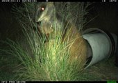 A brush-tailed rock-wallaby at Tidbinbilla