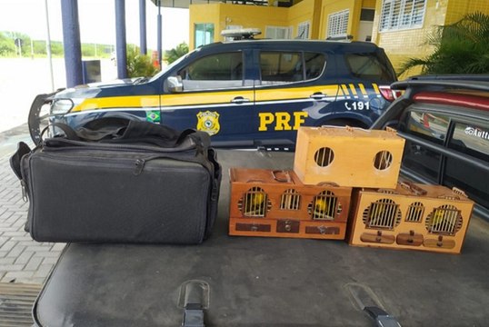 PRF apreende 10 aves da espécie Canário da Terra em condições degradantes, na região de Patos