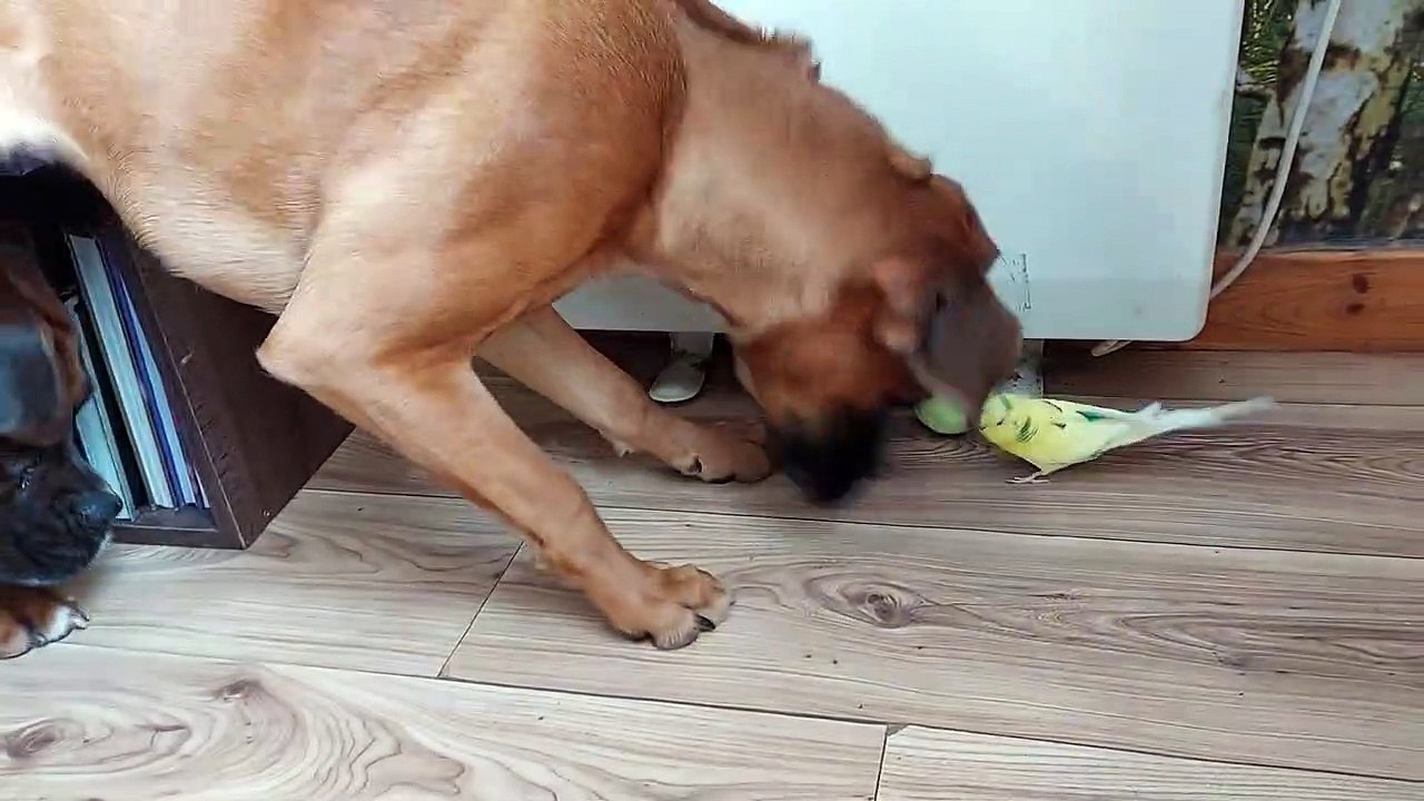 Budgie Wants Boxer's Ball