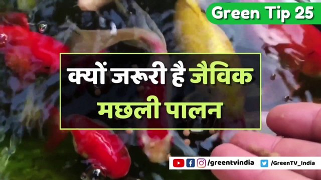 Kisan Bulletin - सिर्फ 105 दिनों में तैयार होगी जीरे की नई किस्म, ICAR के वैज्ञानिक द्वारा की गई विकसित | Green TV