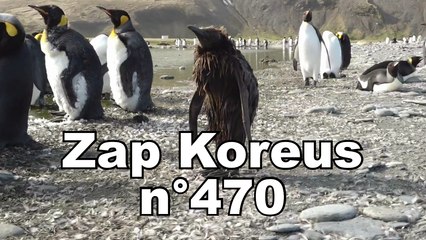 Zap Koreus n°470