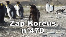 Zap Koreus n°470