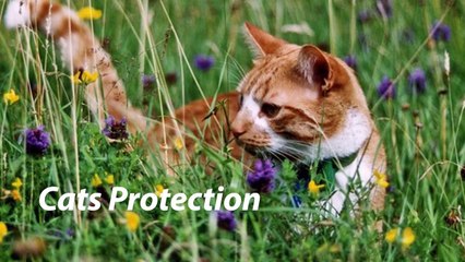 Sussexworld Daily Bulletin  25.03