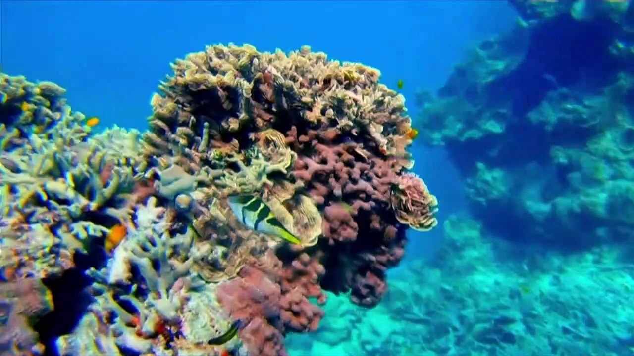 الحاجز المرجاني العظيم ضحية موجة "ابيضاض على نطاق واسع"