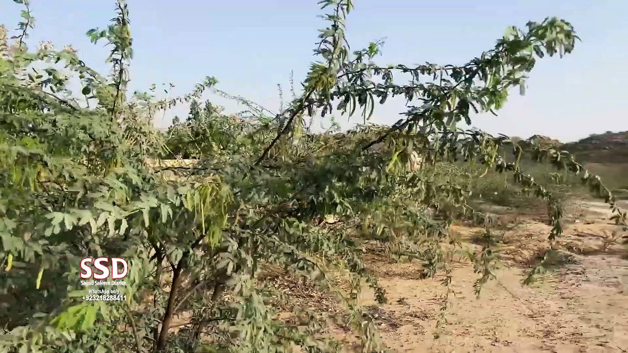 SSD 576 | Whole family watched black entity on a very first night, no one ever spend a single night | Kaali makhlooq ko poori family ne dekha wo bhi pahli hi raat koi ek raat nahi guzaar saka | ssd 576 with English Subtitle