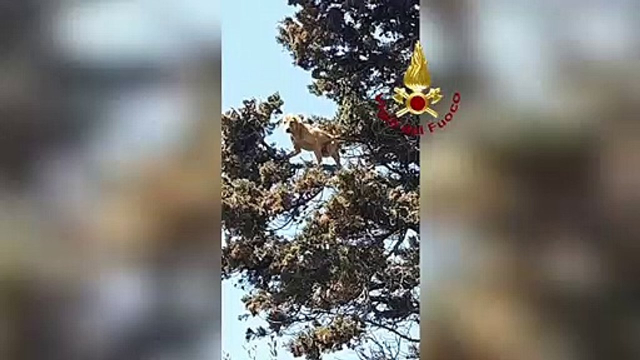 Puglia: cane insegue un gatto e rimane bloccati con su un albero. Entrambi salvati dai Vigili del Fuoco nel leccese
